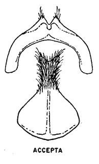 Andrena accepta, figure25c