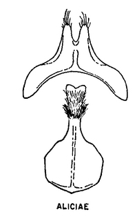 Andrena aliciae, figure25b