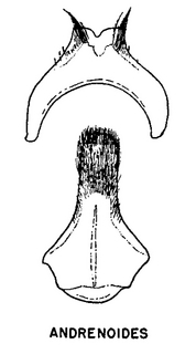 Andrena andrenoides, figure52c