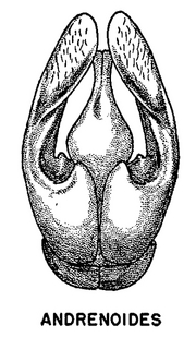 Andrena andrenoides, figure55d