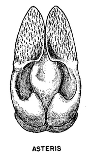 Andrena asteris, figure24i
