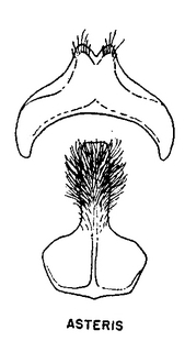 Andrena asteris, figure25a