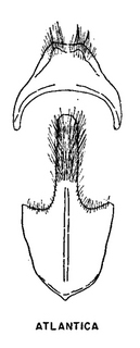 Andrena atlantica, figure36d