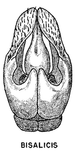 Andrena bisalicis, figure42f