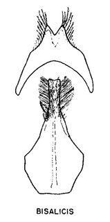 Andrena bisalicis, figure44d