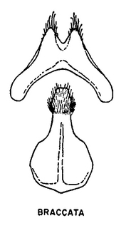 Andrena braccata, figure25l