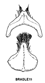 Andrena bradleyi, figure46f