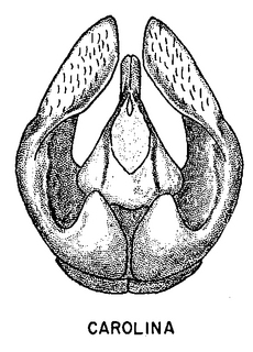 Andrena carolina, figure45d