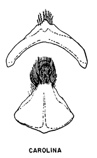 Andrena carolina, figure46h
