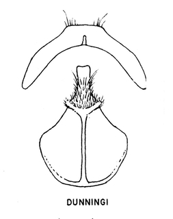 Andrena dunningi, figure18d