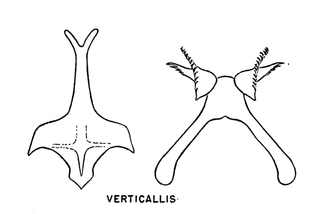 Hylaeus verticalis, figure13c