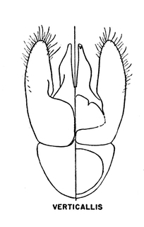 Hylaeus verticalis, figure14o