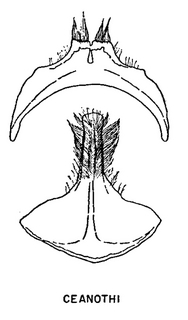 Andrena ceanothi, figure36b