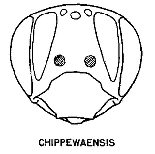 Andrena chippewaensis, figure43e