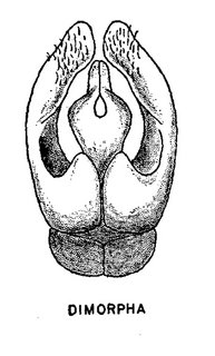 Andrena dimorpha, figure24j