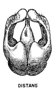 Andrena distans, figure27d