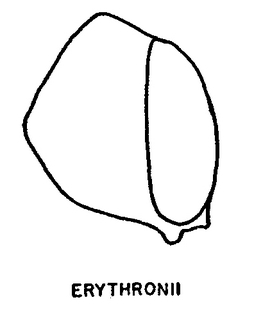 Andrena erythronii, figure40e