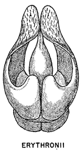Andrena erythronii, figure42c
