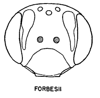 Andrena forbesii, figure35j