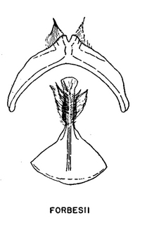 Andrena forbesii, figure36h