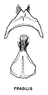 Andrena fragilis, figure46c