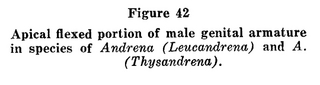 Andrena geranii, figure42