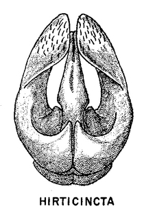 Andrena hirticincta, figure33c