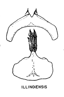 Andrena illinoiensis, figure31h