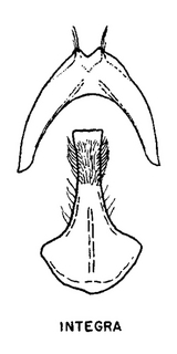 Andrena integra, figure46a