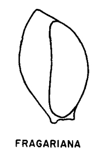 Andrena melanochroa, figure30c