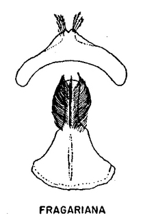 Andrena melanochroa, figure31a