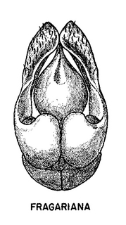 Andrena melanochroa, figure32e
