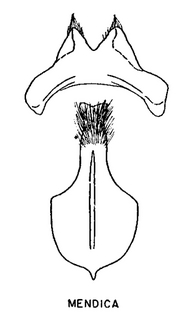 Andrena mendica, figure36e