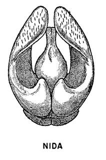 Andrena nida, figure55c