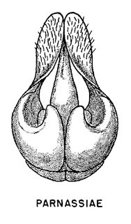 Andrena parnassiae, figure42b