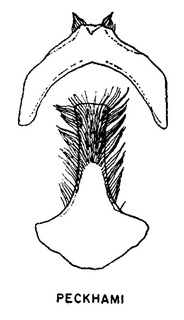 Andrena peckhami, figure46d