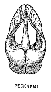 Andrena peckhami, figure47a