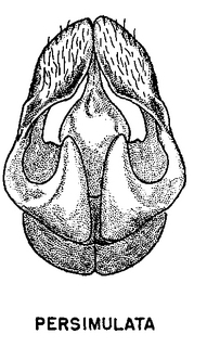 Andrena persimulata, figure45e