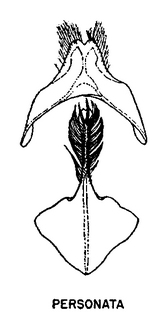 Andrena personata, figure31e