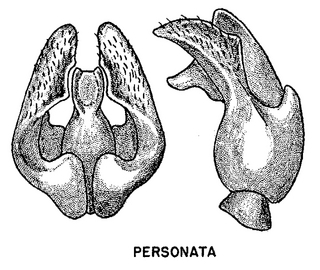 Andrena personata, figure33e