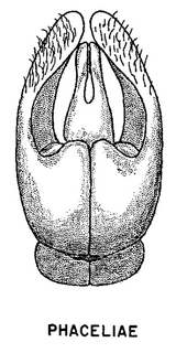 Andrena phaceliae, figure45c