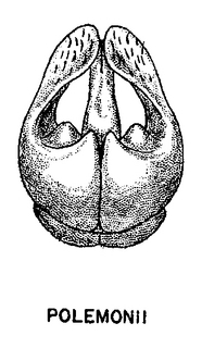 Andrena polemonii, figure27a