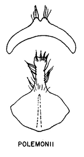 Andrena polemonii, figure31g
