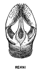 Andrena rehni, figure37c