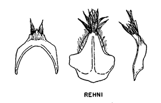 Andrena rehni, figure38a