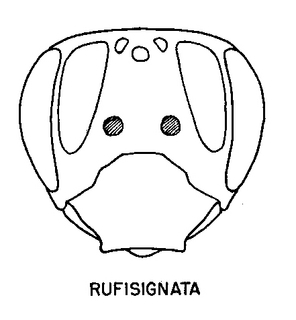 Andrena rufosignata, figure49f