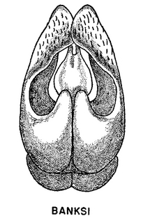 Andrena banksi, figure51e