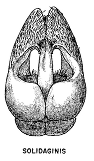 Andrena simplex, figure27c