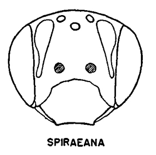 Andrena spiraeana, figure35e
