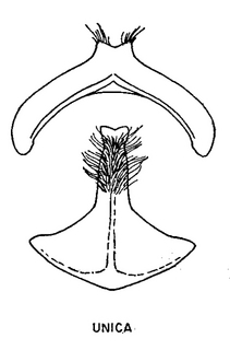 Andrena spiraeana, figure36g